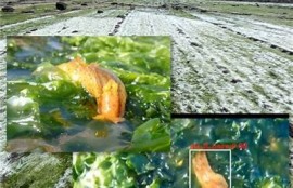 海角社区：探索人工智能的未来方向
