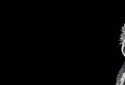《海角社区服务》：解锁影视热点新视角