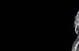 《海角社区服务》：解锁影视热点新视角