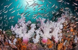 海角社区网站：全球气候大会新举措解读